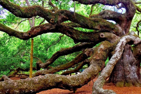 A large, sprawling tree with extensive branches and moss-covered bark.