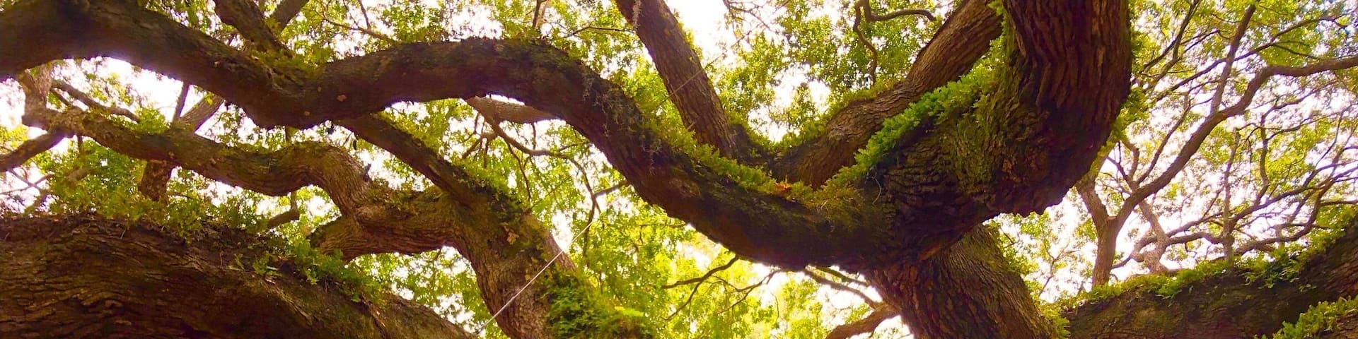 Thanks to Trover, I found this location during my visit to Charleston, SC. While this is with my iPhone, I got some some good shots with my DSLR but will need to do some editing because this was a busy attraction with just let’s say some people who lacked manners while someone was talking a picture.