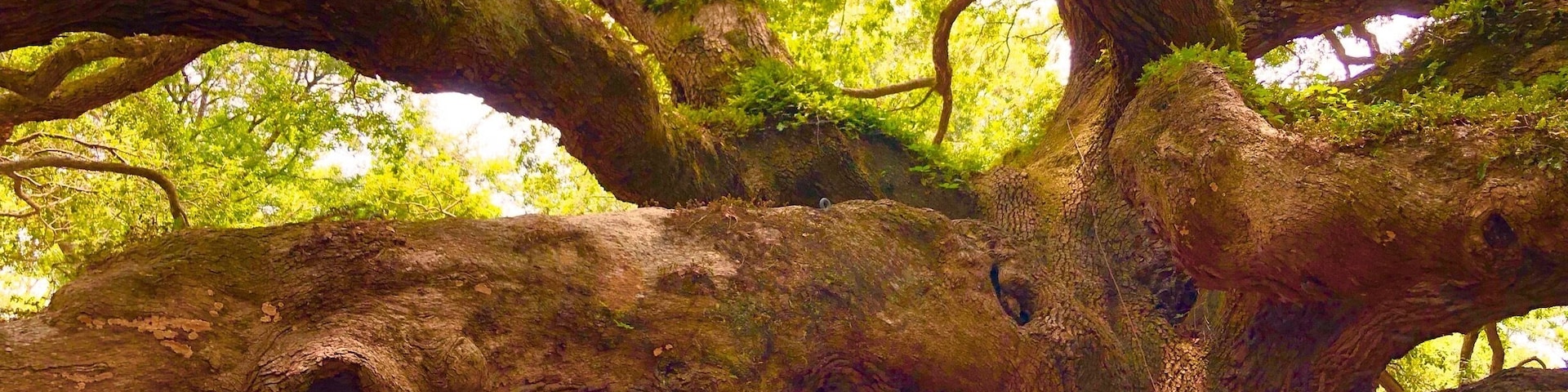 Thanks to Trover, I found this location during my visit to Charleston, SC. While this is with my iPhone, I got some some good shots with my DSLR but will need to do some editing because this was a busy attraction with just let’s say some people who lacked manners while someone was talking a picture.