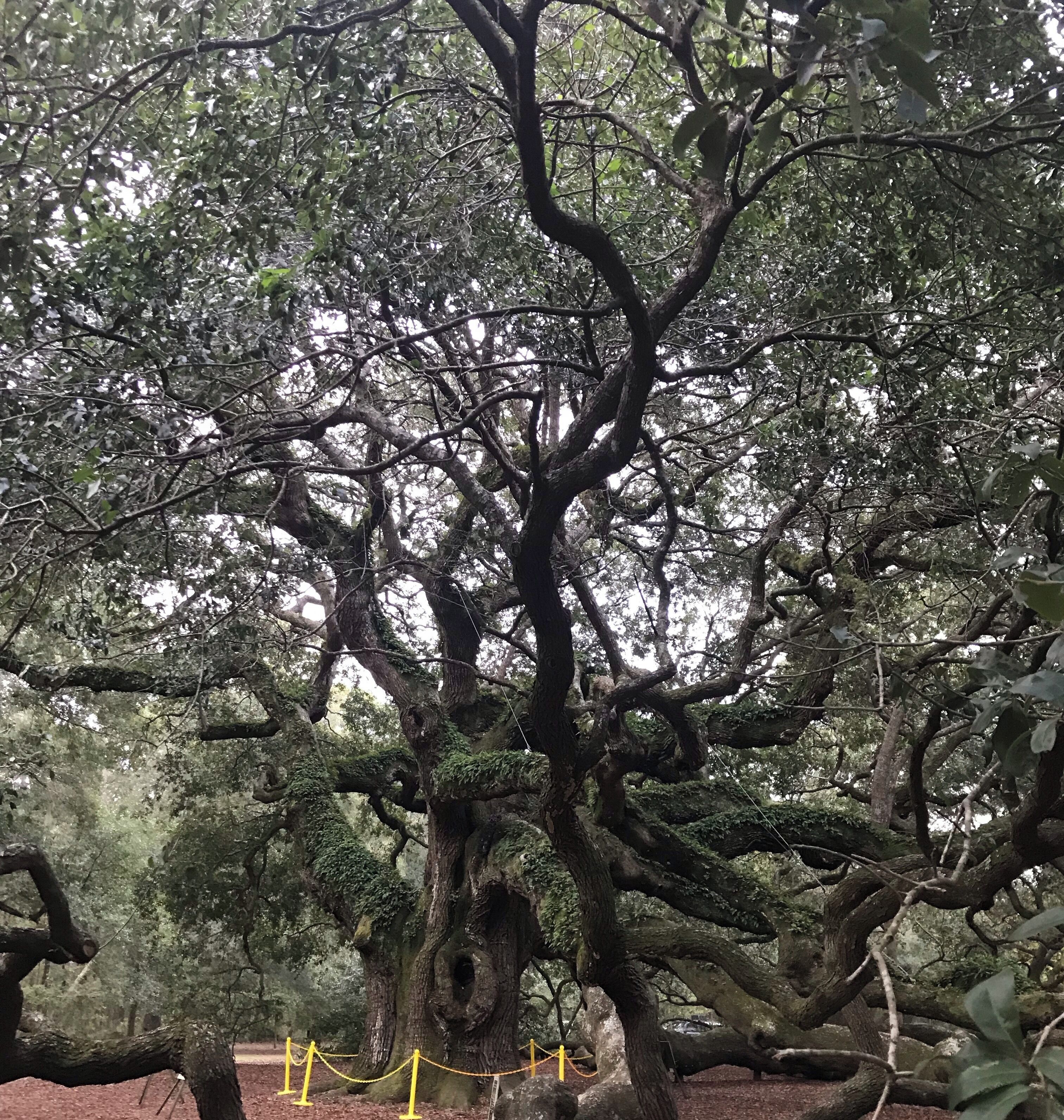 Angel Oak🌳