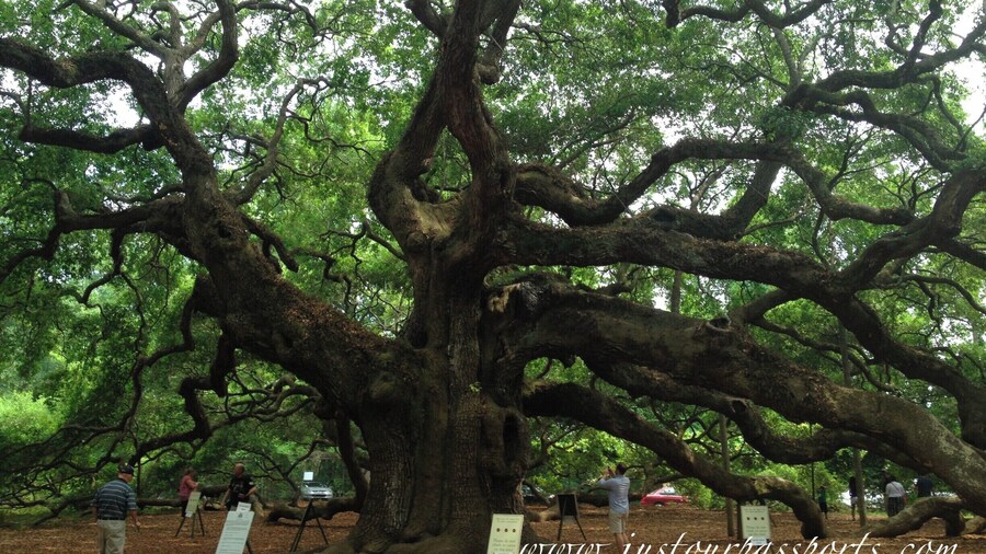 Angel Oak is a live oak tree on John's Island, South Carolina. It is believed to be older than 500 years and local rumor is that it is 1000 years old. It is over 65 feet tall