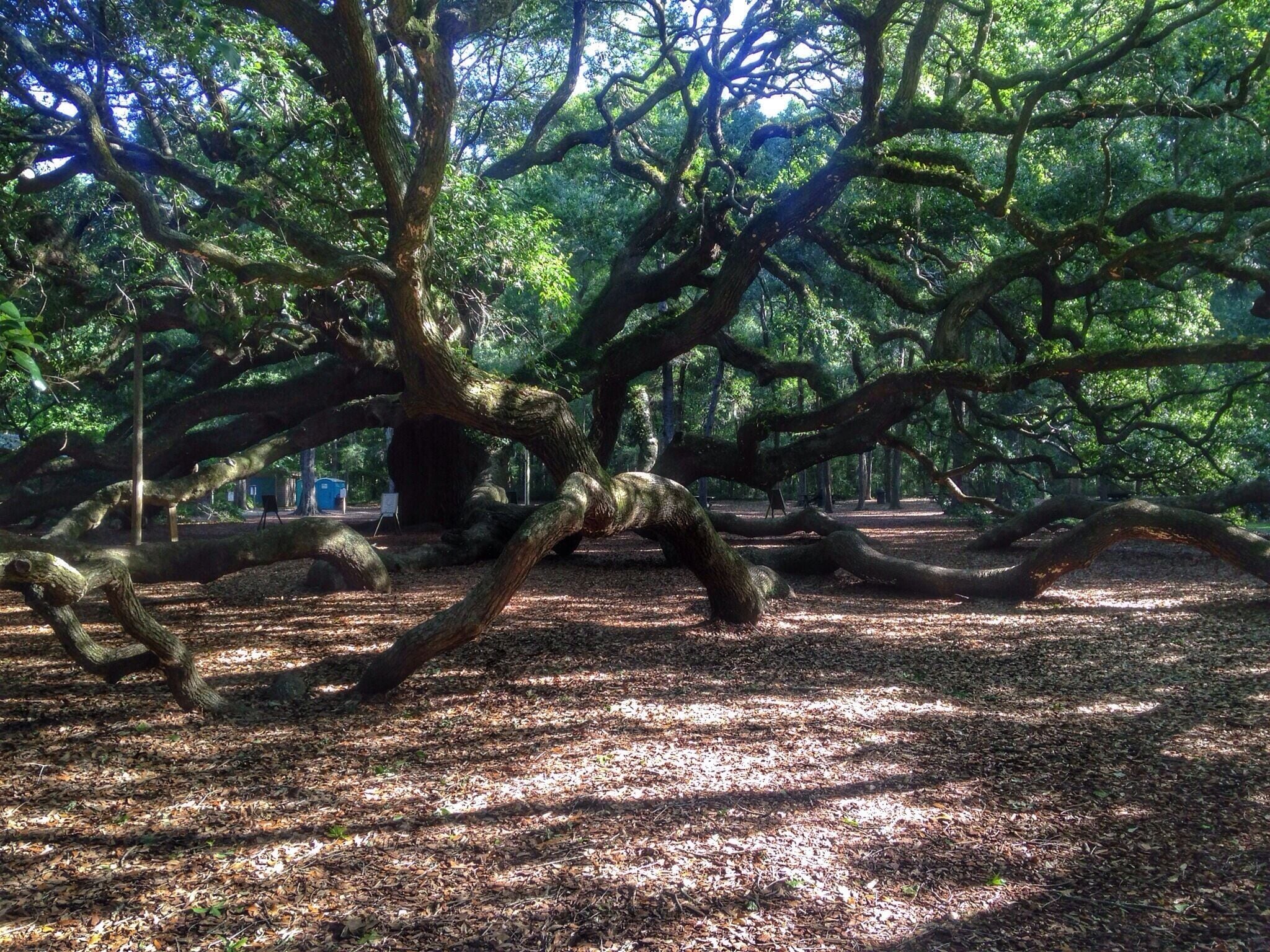 A large, sprawling tree with extensive branches in a forested area.