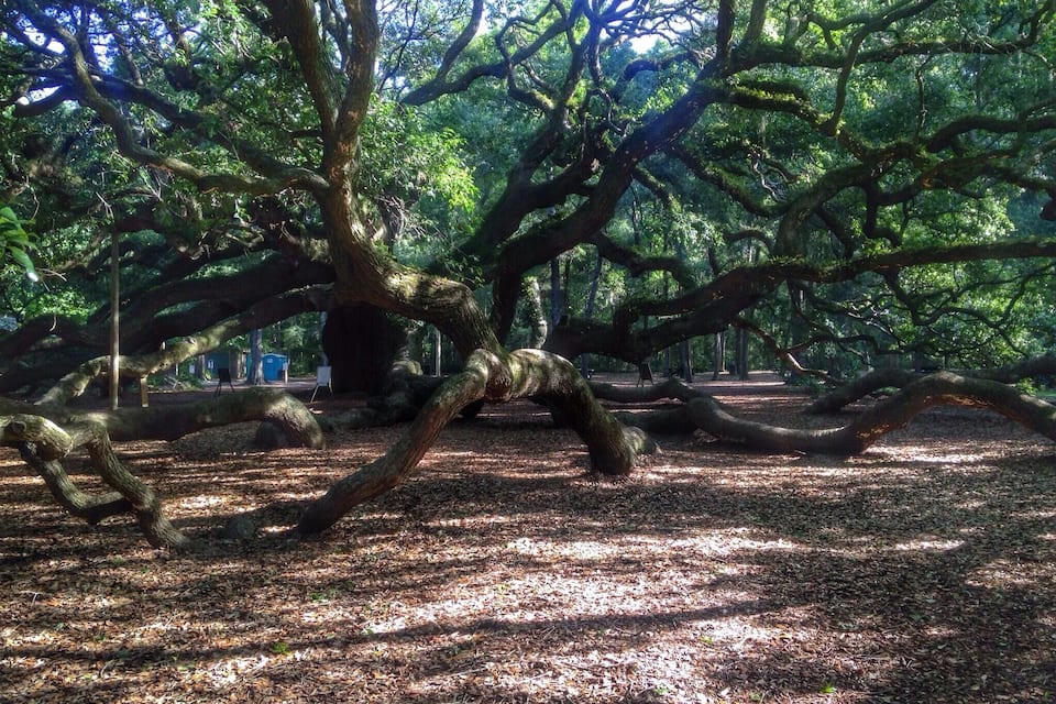 Uma árvore grande e frondosa com muitos ramos numa área arborizada.
