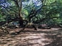 A large, sprawling tree with extensive branches in a forested area.