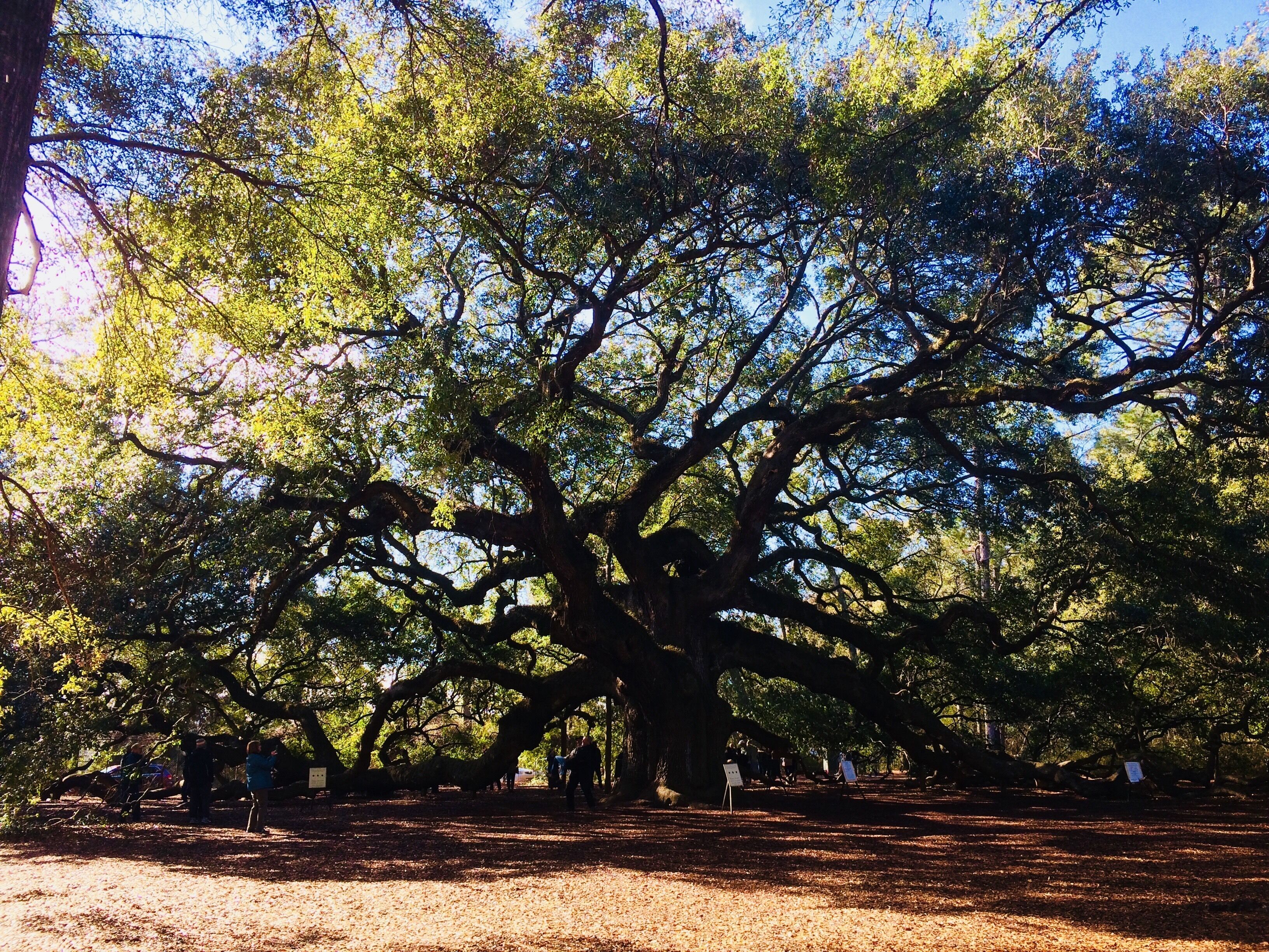 Great things take time to grow #adventure