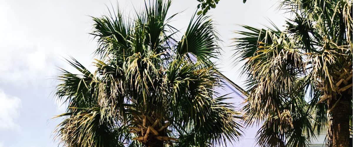 How gorgeous is this? It's incredibly easy to fall in love with the charm of Charleston.