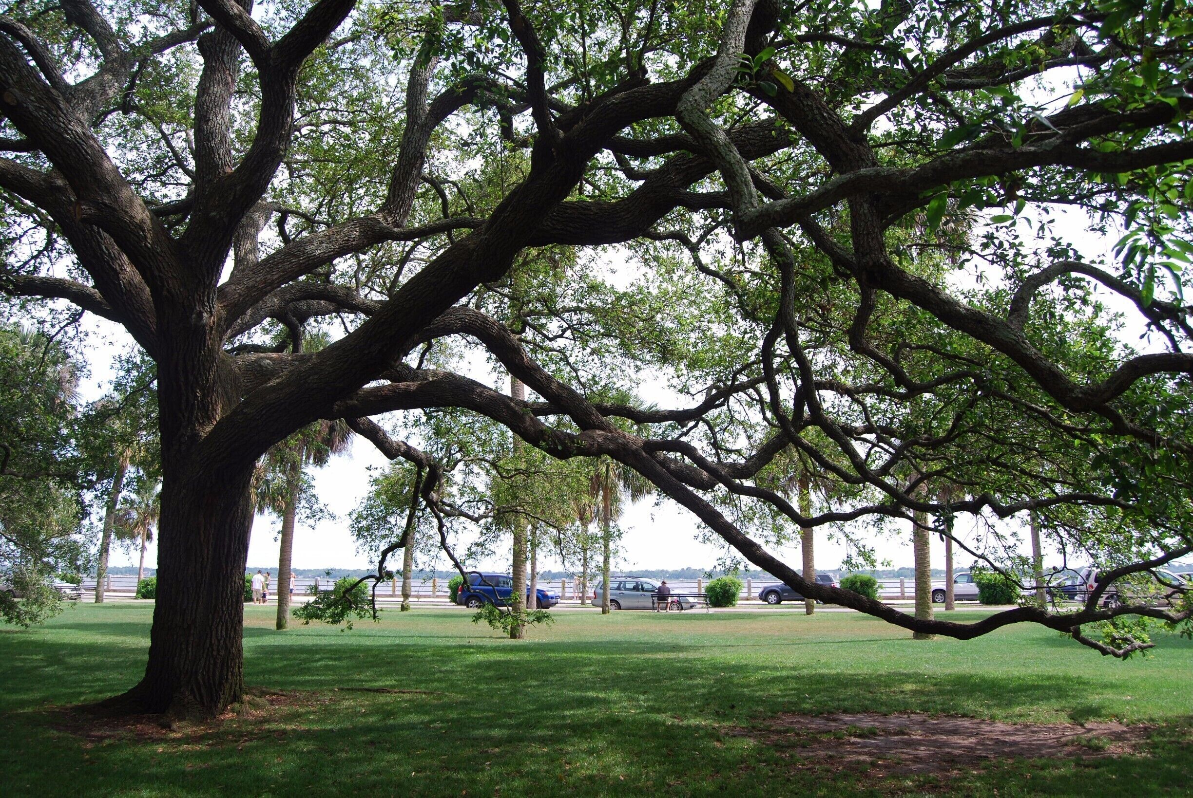 Known as "The Park" to many locals, this large green space is a great place to relax, climb trees, picnic, or even get married! Huge live oak trees like this one are throughout the park providing shade from the sun. 