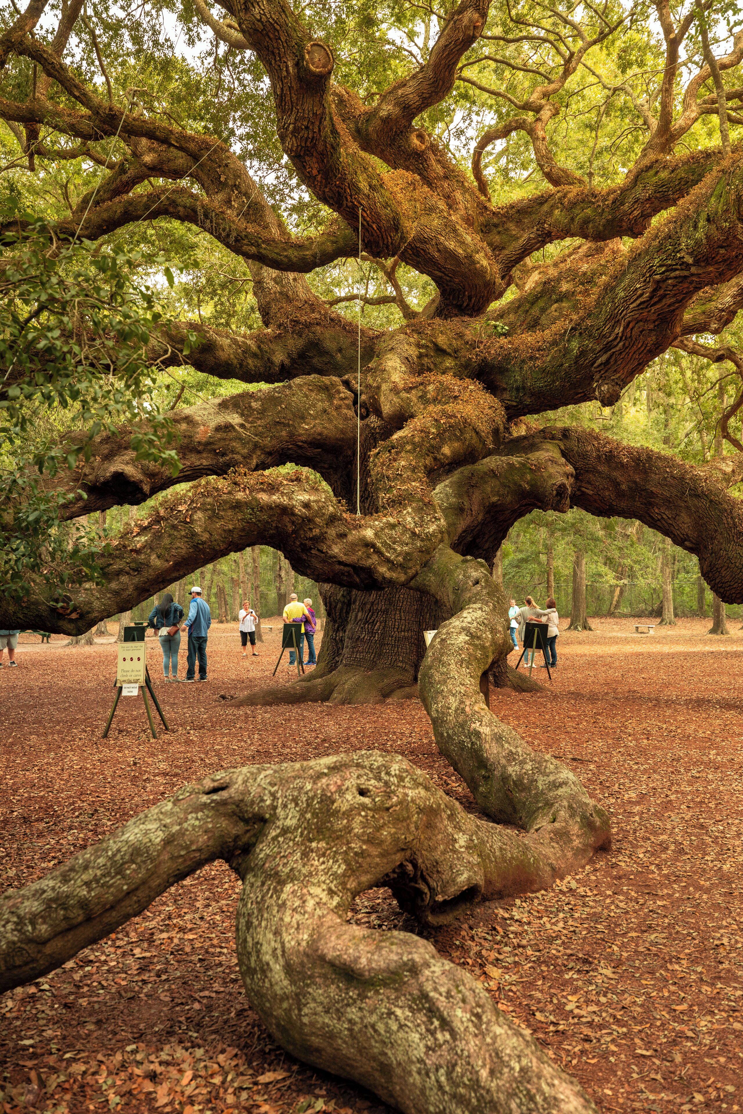 北查尔斯顿适合家庭且最受欢迎的住宿
