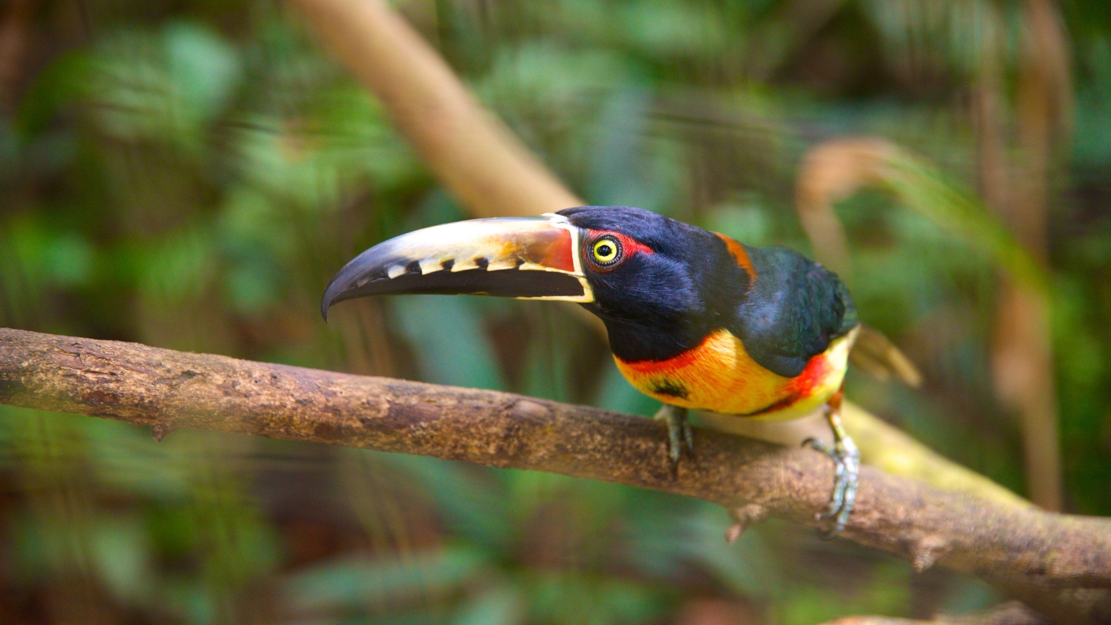 A toucan perched on a branch with a blurred green background.