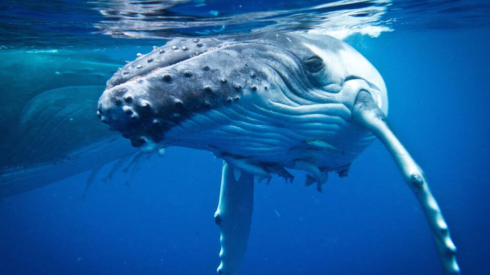 A whale swimming underwater.