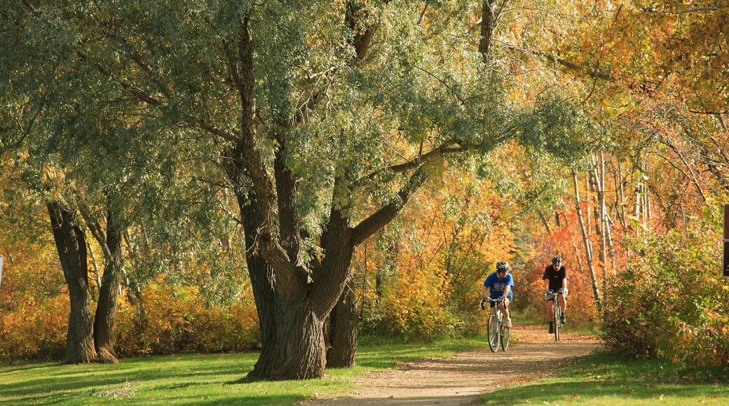 Edmonton som viser høstfarger, park og skog