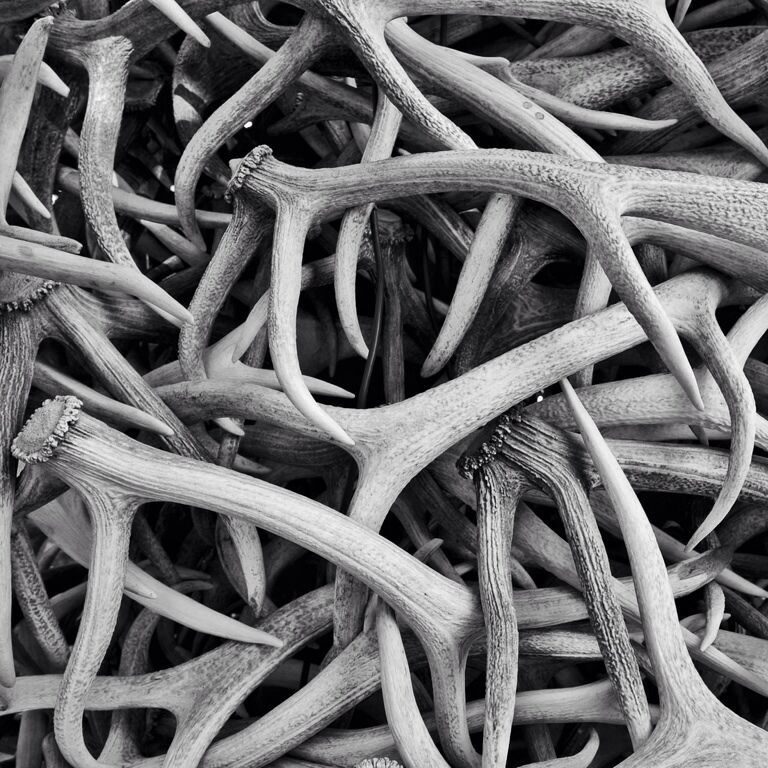 A close up on the antlers.