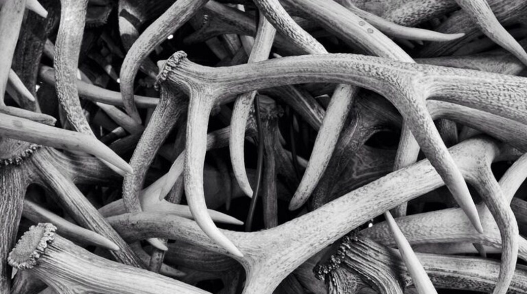 A close up on the antlers.