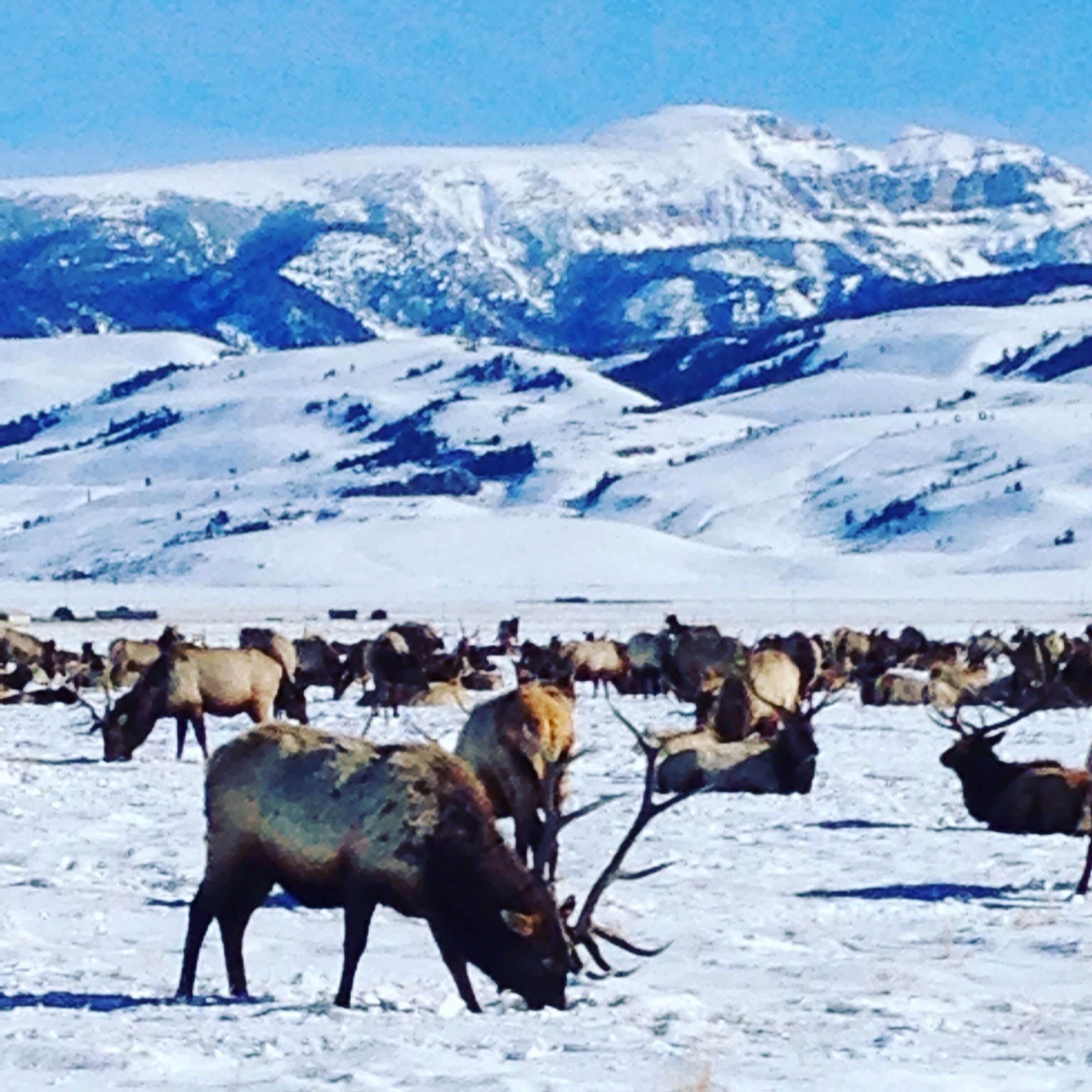 I highly recommend taking a sleigh ride through the National Elk Refuge.  The guides are great and you get to be very close to thousands of Elk! 