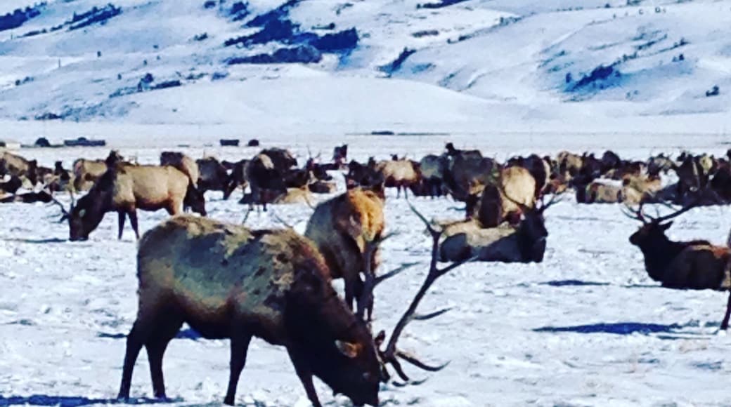 I highly recommend taking a sleigh ride through the National Elk Refuge. The guides are great and you get to be very close to thousands of Elk!
