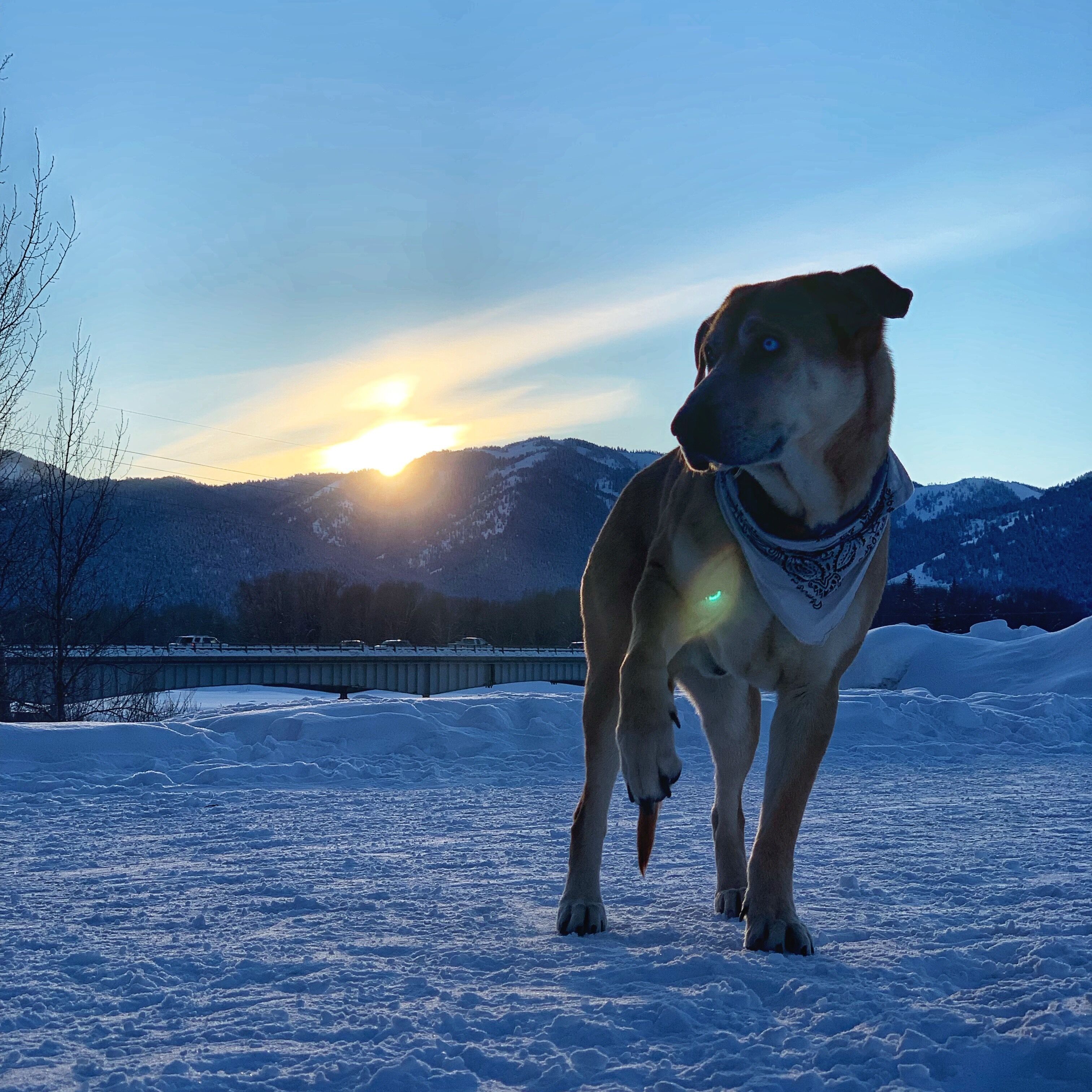 Perfect place to walk the doggo 🐕 #wyoming