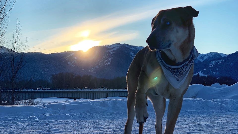 Perfect place to walk the doggo 🐕 #wyoming