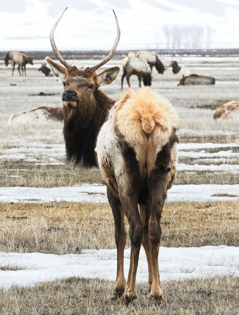 This ones for @ChasingAmber !

The National Elk Refuge is located on an ancient elk wintering ground three miles north of Jackson. 

Every spring the Boy Scouts are allowed on the refuge to harvest the shed elk antlers that are sold at the annual ELKFEST. The boy Scouts get 20% of the sales which are in access of $100,000

A sleigh ride out into the refuge is a great experience and should not be missed. Our guide was knowledgeable and every bit a character of the west. At $20 it's a great way to spend a few hours... no cell phones allowed. Bring your long lens.