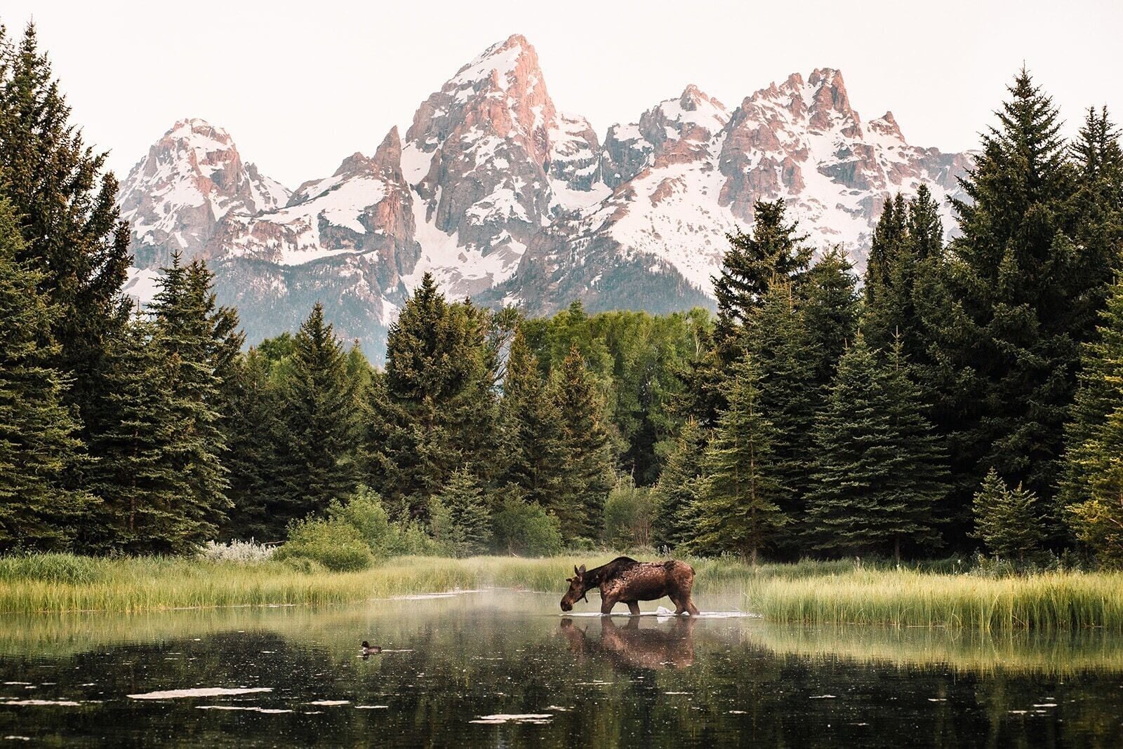 A moose in a lake with snow-capped mountains in the background.