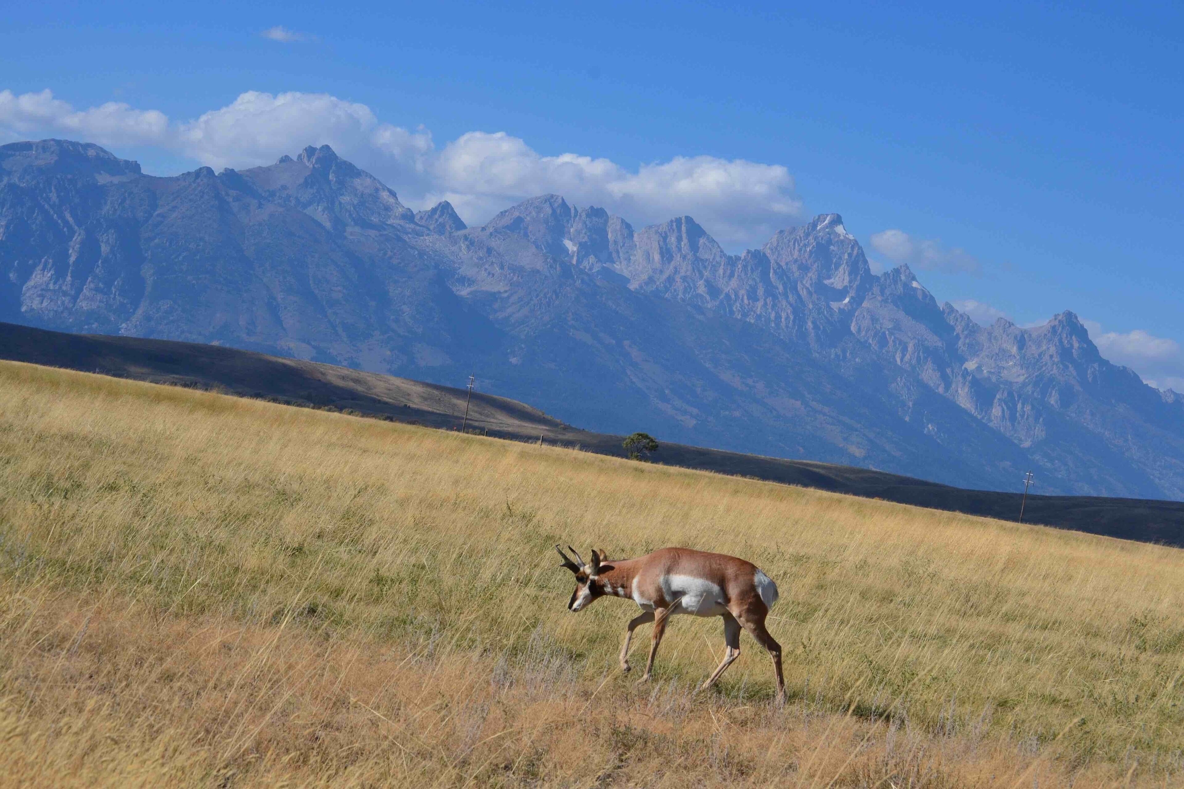 A mountain landscape with a deer in a grassy field.