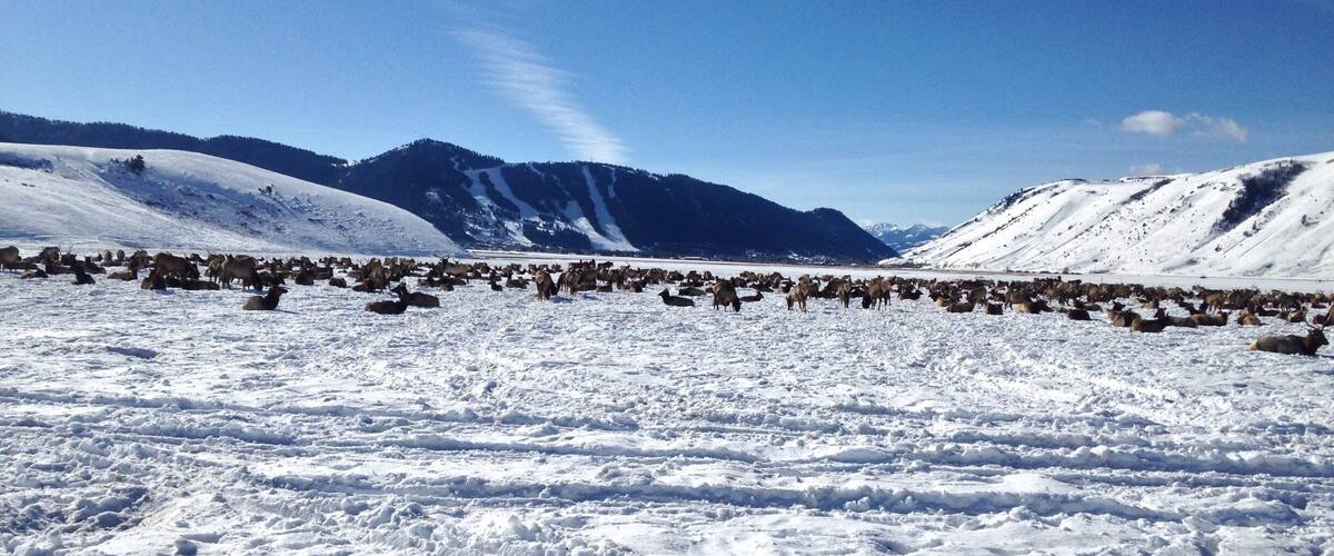 Jackson Hole in the winter is beautiful! These views don't lie!