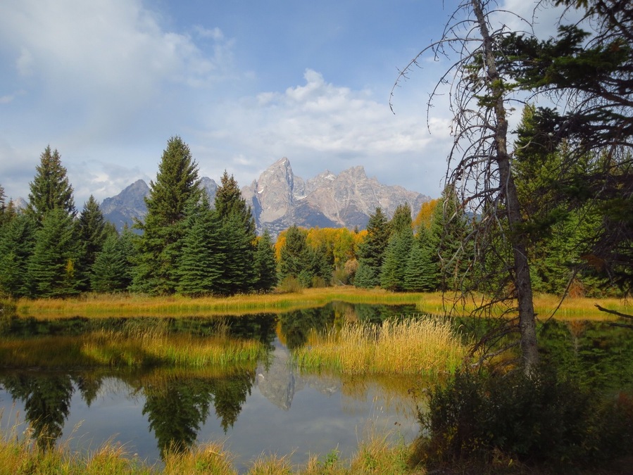 Fall arrived while we were there in late September. Everything seemed to turn yellow within days...and while we had nearly 70 degree temps, snow was forecast for the weekend. Love the Grand Tetons!