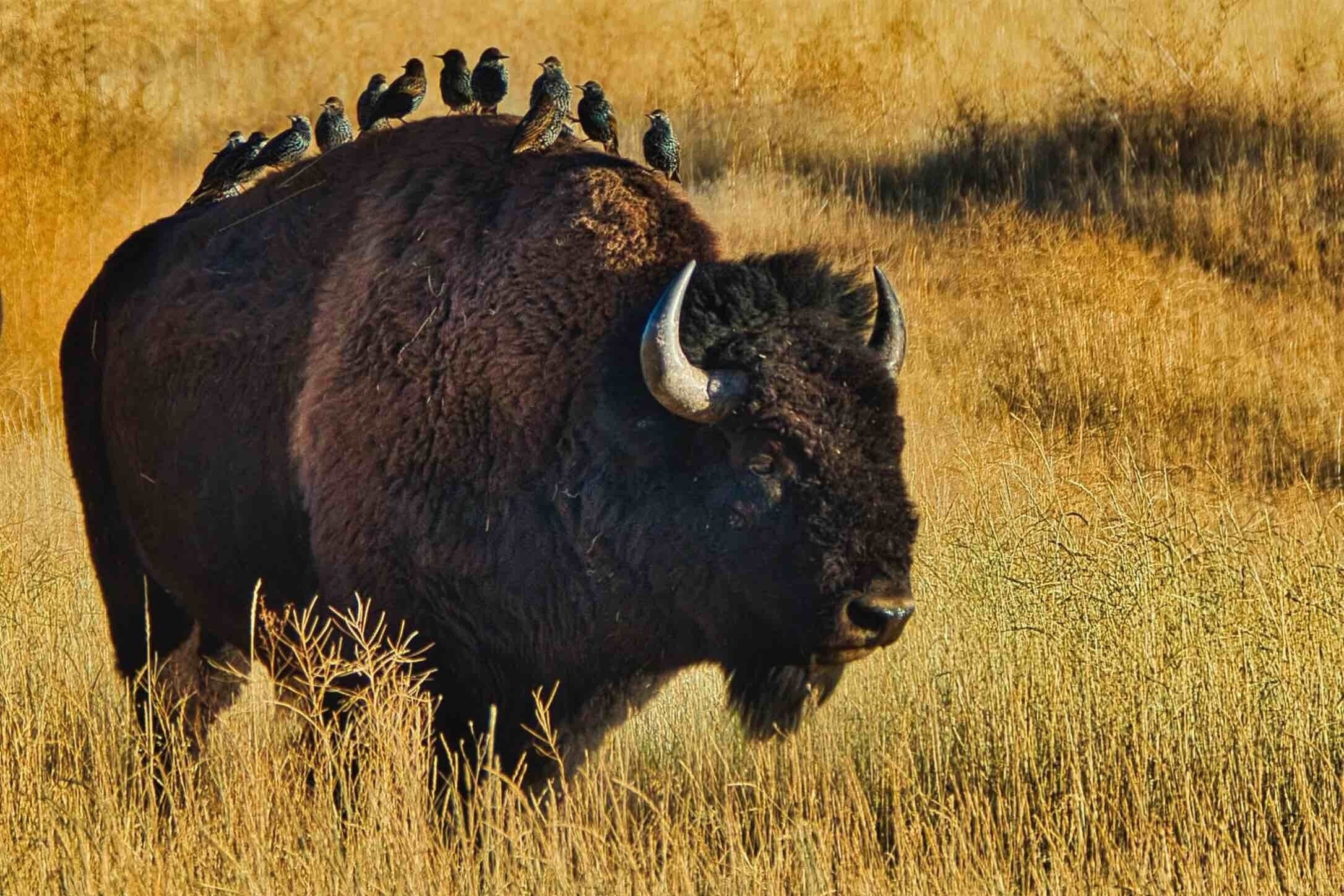 A bison with birds perched on its back in a grassy field.