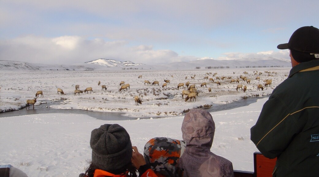 The National Elk Refuge is a beautiful spot for wildlife viewing. Take a horse drawn sleigh ride out to the elk, complete with warm woolly lap blankets. We even saw a wolf!
