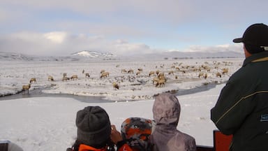 The National Elk Refuge is a beautiful spot for wildlife viewing. Take a horse drawn sleigh ride out to the elk, complete with warm woolly lap blankets. We even saw a wolf!