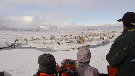 The National Elk Refuge is a beautiful spot for wildlife viewing. Take a horse drawn sleigh ride out to the elk, complete with warm woolly lap blankets. We even saw a wolf!