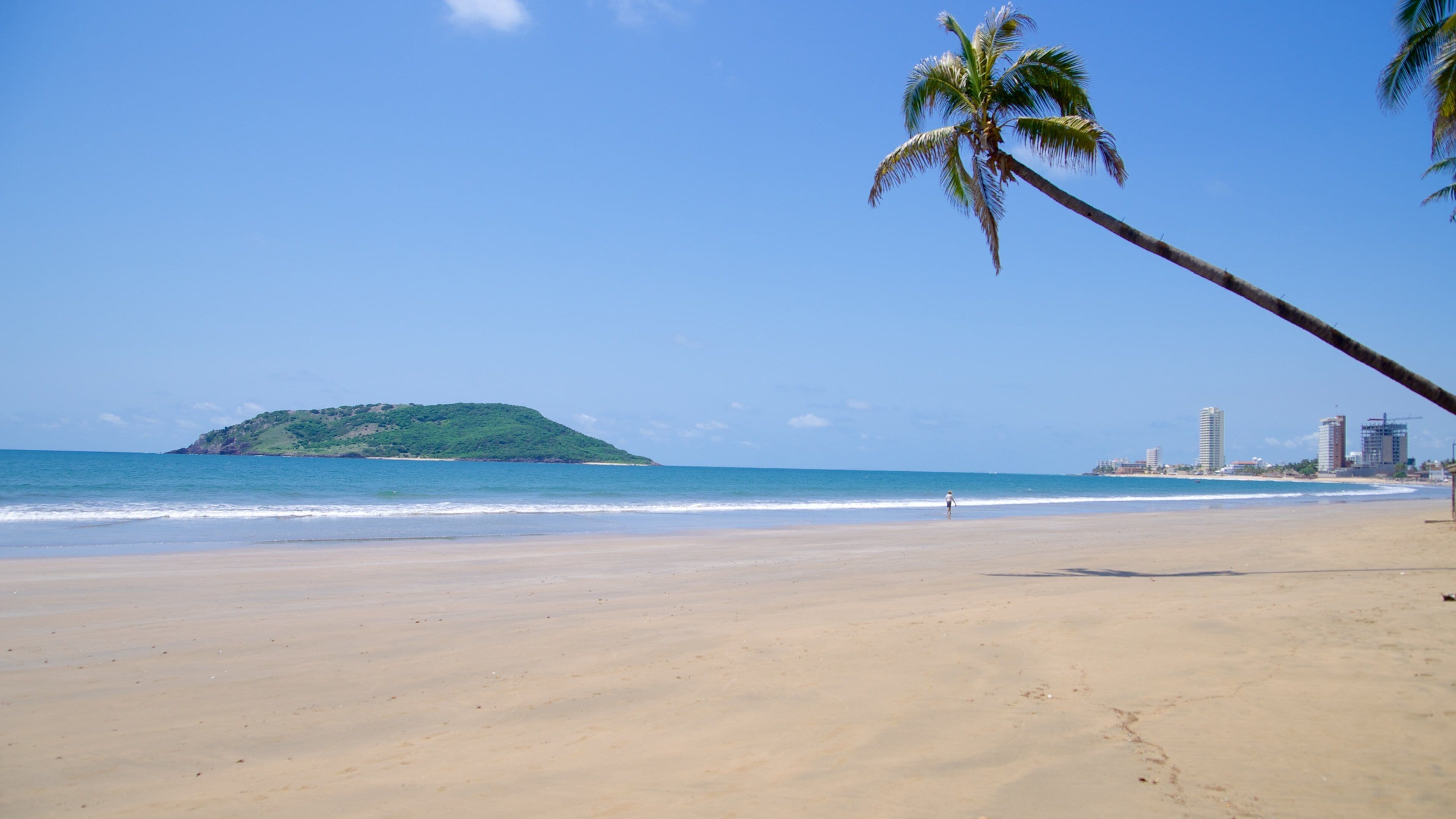 A beach with a palm tree, ocean, and a distant green hill.