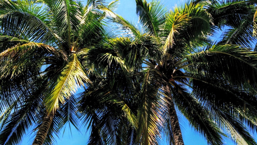 palm trees, always palm trees