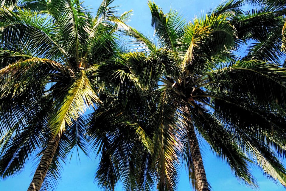 Tall palm trees against a clear blue sky.