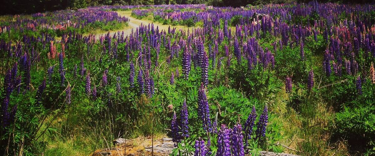 A field of purple lupines with mountains in the background.