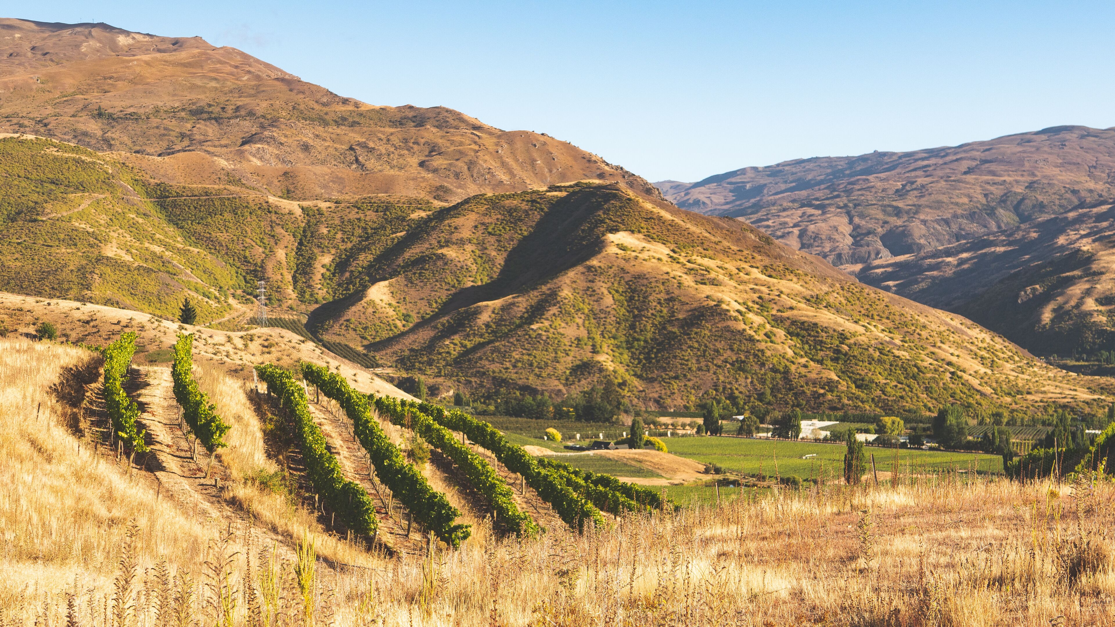 Viñedo con hileras de vides en una ladera, rodeado de montañas.