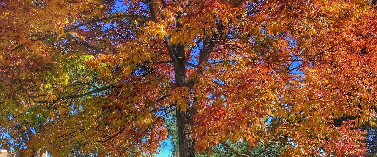 Locals call it the Rose Park.  Great spot for a picnic.  
#SantaFe #celialuzphotography #trees #park #foliage #leaves #fall #autumn #newmexico #picnic