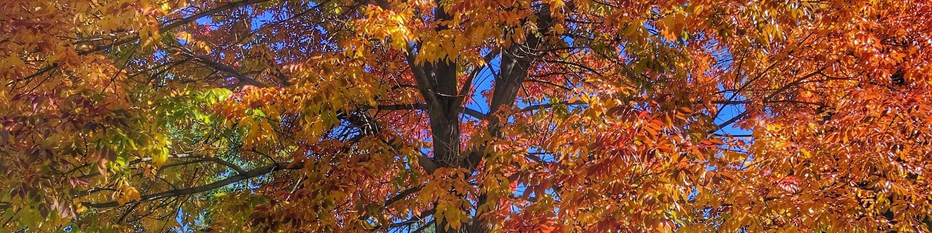 Locals call it the Rose Park. Great spot for a picnic.
#SantaFe #celialuzphotography #trees #park #foliage #leaves #fall #autumn #newmexico #picnic