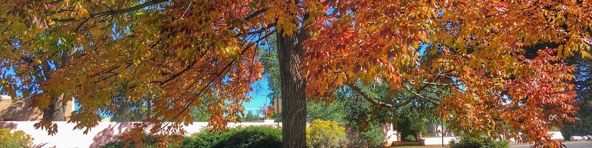 Locals call it the Rose Park. Great spot for a picnic.
#SantaFe #celialuzphotography #trees #park #foliage #leaves #fall #autumn #newmexico #picnic