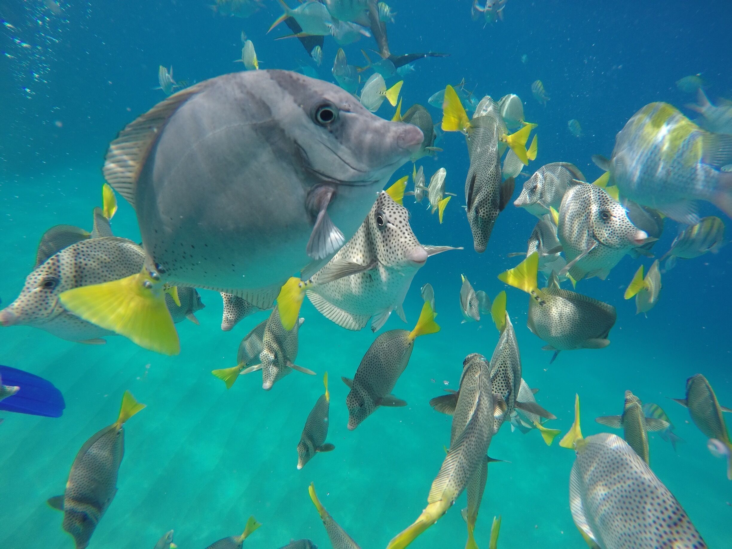 Snorkeling I'm Cabo San Lucas 