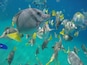 A school of fish swimming in clear blue water.