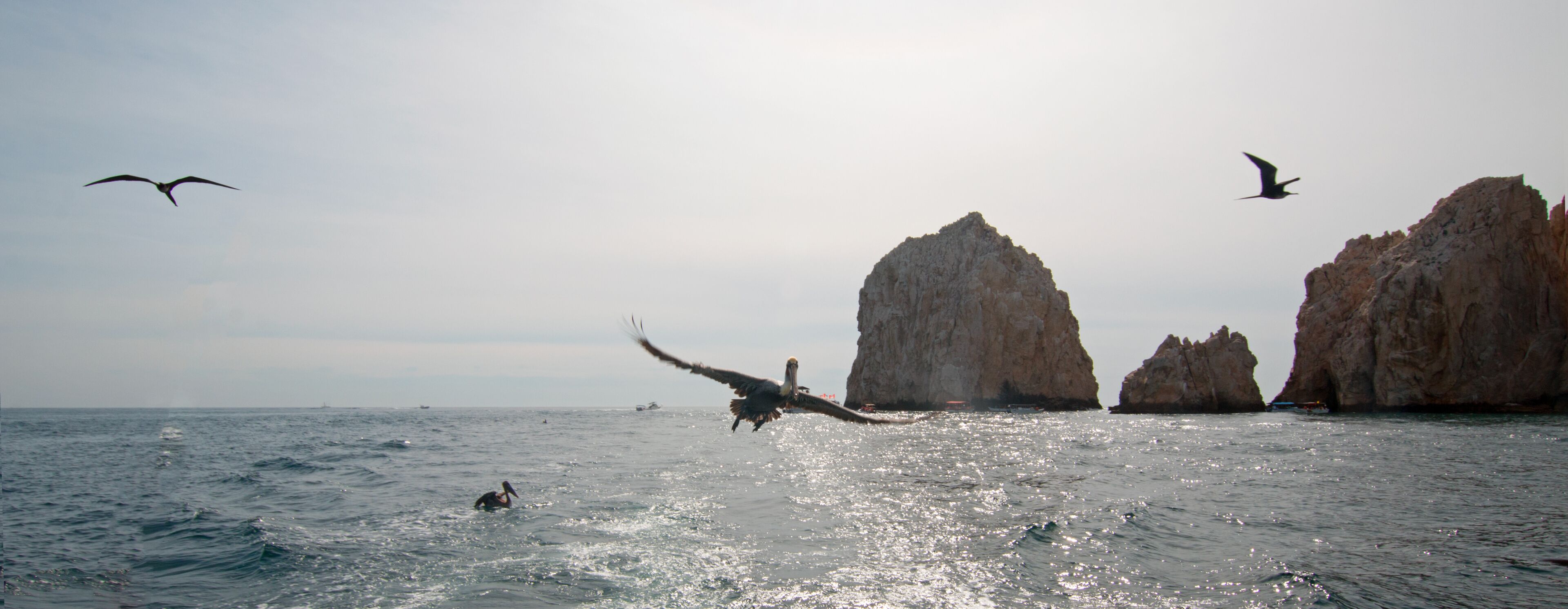 Paisaje marino con grandes formaciones rocosas y un ave volando sobre el agua.