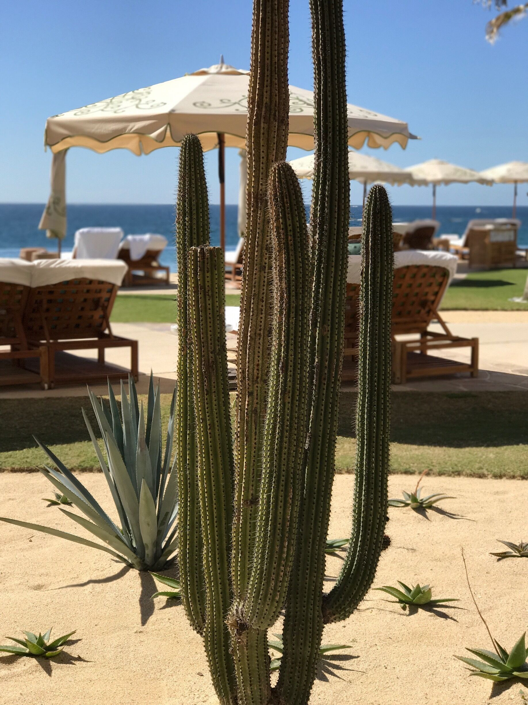Another pic from the amazing Resort at Pedregal!