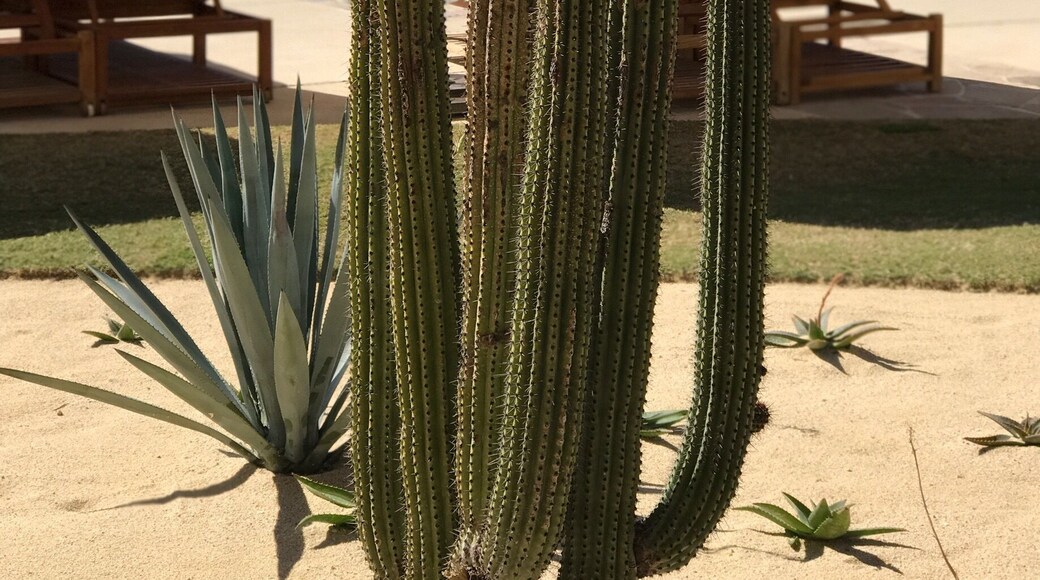 Another pic from the amazing Resort at Pedregal!