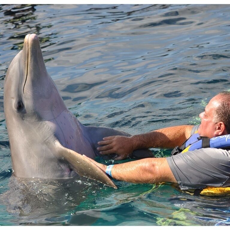 Une personne allongée sur une planche dans l’eau, avec un dauphin au-dessus d’elle.