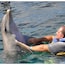 Une personne allongée sur une planche dans l’eau, avec un dauphin au-dessus d’elle.