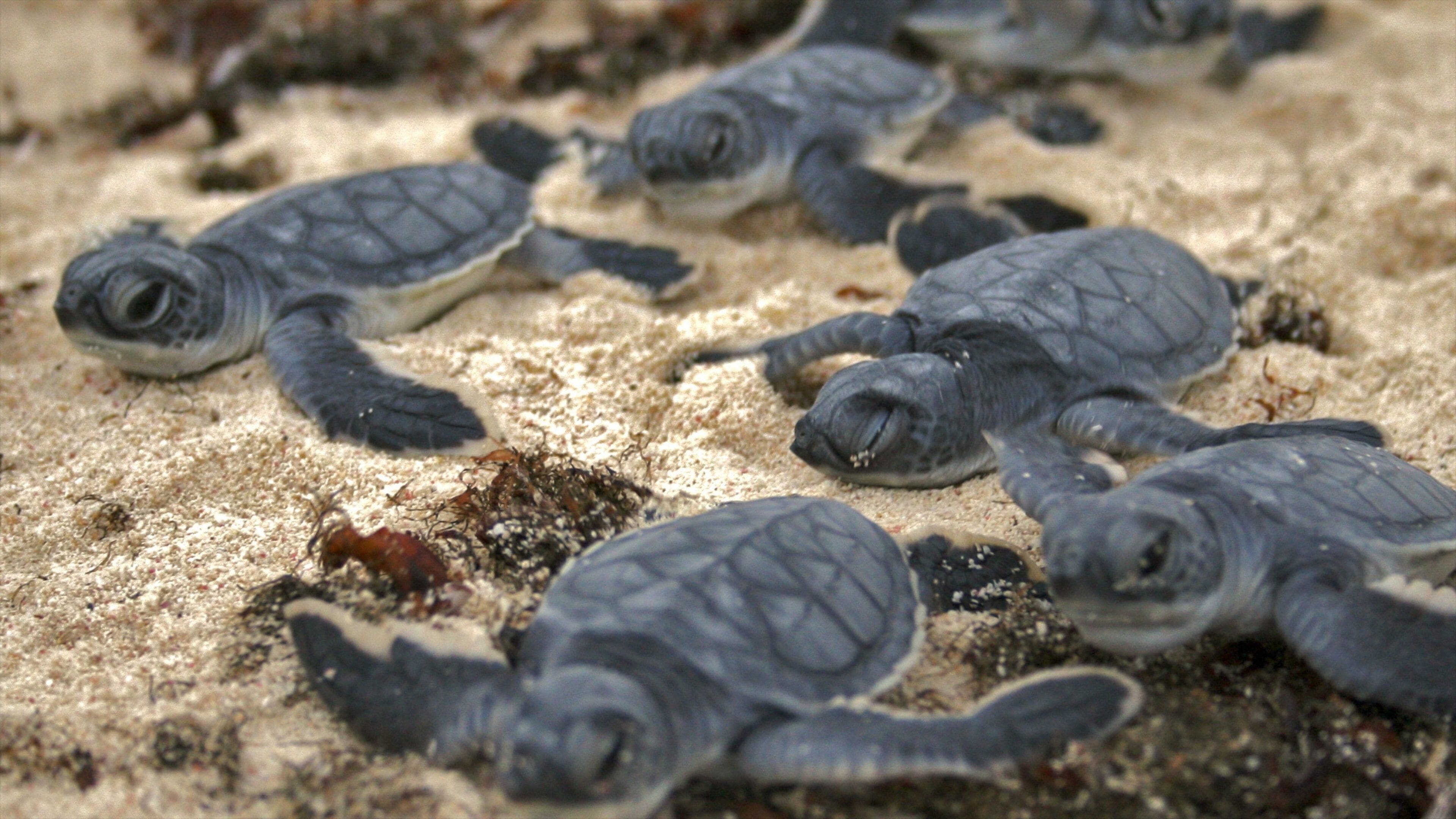Cozumel toont zeedieren