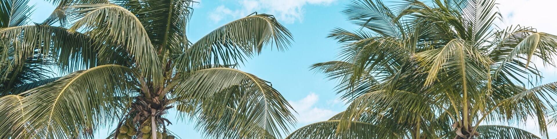 A beach with palm trees and the word "ISLAND" in the sand.