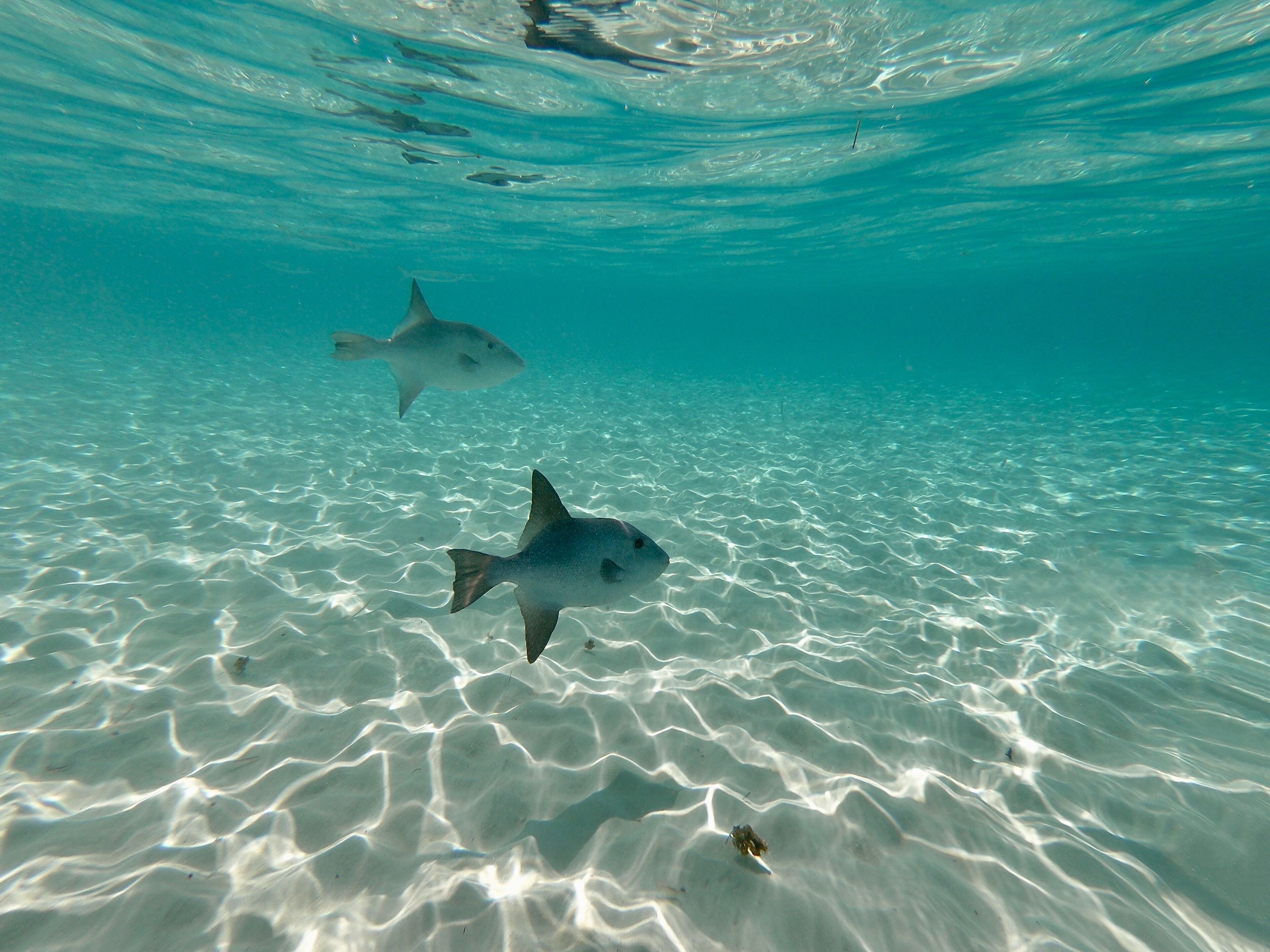 #cozumel #elcielo #nature

Fantastic place to snorkel.  Warm and clean water.  We were 8 people from the same family and we rented a boat (Tintorero II).  The crew consisted of Captain Miguel and the diving guide Jorge.  Great people.  On the way, drinks and snacks were served.

Lugar fantástico para mergulhar de snorkel. Água morna e límpa. Éramos 8 pessoas de uma mesma família e alugamos uma lancha (Tintorero II). A tripulação era composta pelo Capitão Miguel e pelo guia de mergulho Jorge. Excelentes companhias. Durante o trajeto serviram bebidas e salgadinhos.