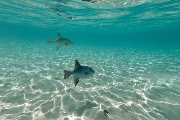 #cozumel #elcielo #nature
Fantastic place to snorkel. Warm and clean water. We were 8 people from the same family and we rented a boat (Tintorero II). The crew consisted of Captain Miguel and the diving guide Jorge. Great people. On the way, drinks and snacks were served.
Lugar fantástico para mergulhar de snorkel. Água morna e límpa. Éramos 8 pessoas de uma mesma família e alugamos uma lancha (Tintorero II). A tripulação era composta pelo Capitão Miguel e pelo guia de mergulho Jorge. Excelentes companhias. Durante o trajeto serviram bebidas e salgadinhos.