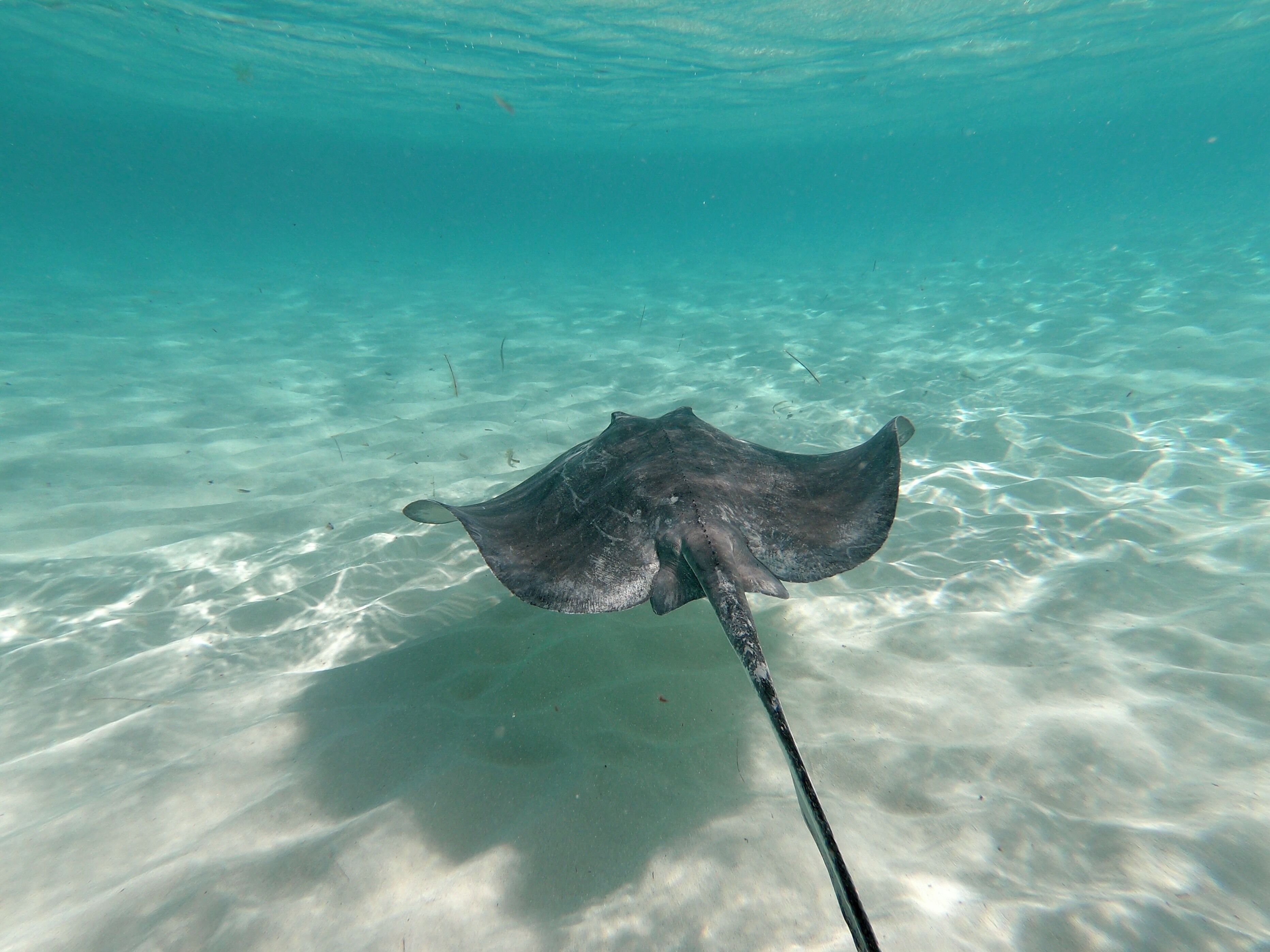 #cozumel #elcielo #nature #adventure

Ray
Fantastic place to snorkel.  Warm and clean water.  We were 8 people from the same family and we rented a boat (Tintorero II).  The crew consisted of Captain Miguel and the diving guide Jorge.  Great people.  On the way, drinks and snacks were served.

Arraia
Lugar fantástico para mergulhar de snorkel. Água morna e límpa. Éramos 8 pessoas de uma mesma família e alugamos uma lancha (Tintorero II). A tripulação era composta pelo Capitão Miguel e pelo guia de mergulho Jorge. Excelentes companhias. Durante o trajeto serviram bebidas e salgadinhos.